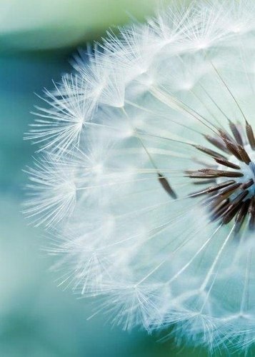 SvetlanaStani's profile picture. Живу.Творю.Познаю.