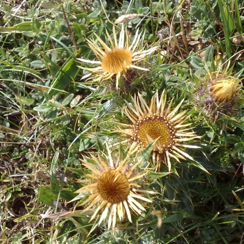 ecoleg.sazer.ecology