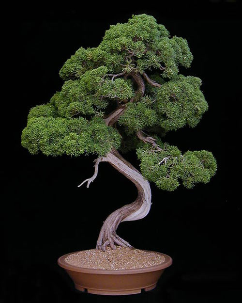 garden_master's profile picture. Hi guys, my name is David and I'm working in my garden for more than 30 years now. I totally love bonsai trees and planted nearly everything like tobacco ...