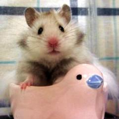 いわゆるげっ歯目的な小動物好きです。主にハムスターとかモフモフしたものとかチクチクしたものとか。最近はiPhoneでのお絵描きがマイブーム。  http://t.co/mwSCkImMye http://t.co/I2o3DUPekc
