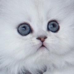 Eilaroc1's profile picture. 