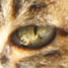 体力不足と侵入思考が弊害になっているどっかの福祉系心理。