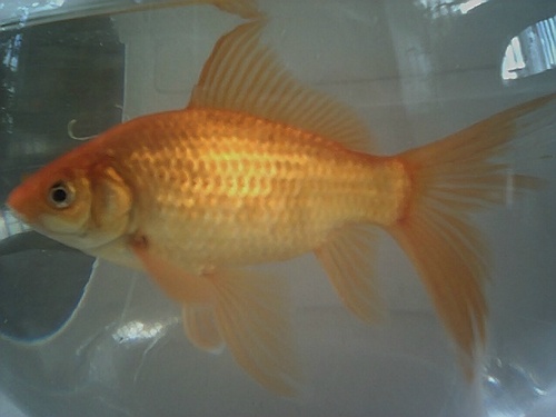 I am a Fish.