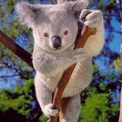 I'm a Koala Bitch