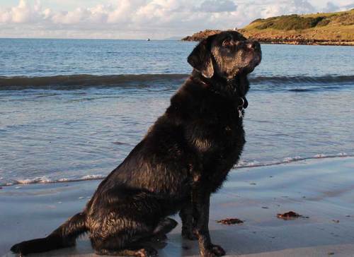 V. handsome #Labrador. Thnx 2 @BDCH  I enjoy living by the sea with some nice (& surprisingly trainable) bipeds a.k.a 'the staff'