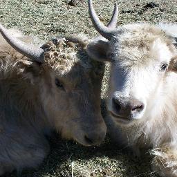 I own and operate Taos Mountain Yak,LLC. I sell yak meat and yak fiber arts at Santa Fe Farmers Market and Los Alamos Farmers Market.