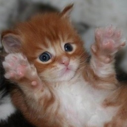 49Bullingdon's profile picture. logy