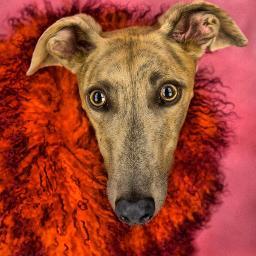 MoKan Greyhound Adoption is a 501(c)3 nonprofit corporation in KC run exclusively by volunteers.