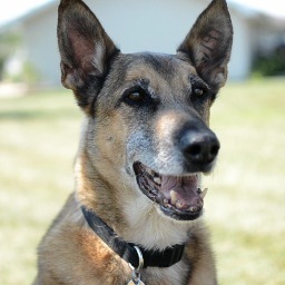 DOGS OF WAR: THE FIGHT BACK HOME is a documentary that looks at #PTSD in Military Working Dogs and the fight to reclassify them from equipment to k9 mil members