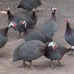 Our guinea fowl products are locally produced here in Ghana.We supply frozen guinea fowl meat&smoke meat either spice or non-spice depending on d clients choice
