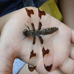 CrazyBoyFarm's profile picture. We are an ever growing family going back to the land. We grow delicious evironmentally concious healthy food.