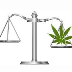Litigation Attorney/ Executive and Legal Director Empire State NORML/ President, NYC Cannabis Industry Association, Legal Advisor to Last Prisoner Project