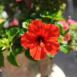 Trentenne amante di ogni espressione creativa. Blogger http://t.co/tr05Pc3r Author book I segreti delle orchidee. Anteprima: http://t.co/JvuRsSqB