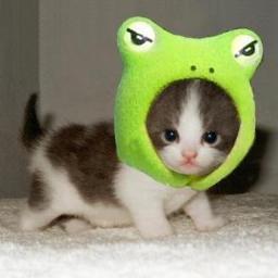 Soy una gata-rana. O una rana-gata. Croak-miau. Crroiau. O como hagan los gatos-rana. Multifandom.