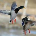 nicholas roger marti - @nick_marti - Twitter