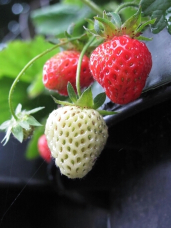 aac12003's profile picture. entre fogones