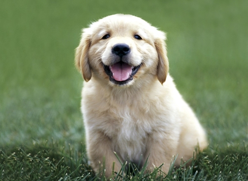 We are dedicated to the beauty of the Golden Retriever dog.
Please visit http://t.co/3BeSHxbE