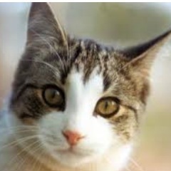 curious_enduser's profile picture. 