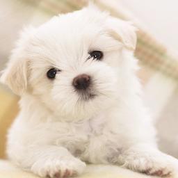 PuppiesRtheIsh's profile picture. We are here to bring you the best pictures of puppies we can find! #teamfollowback