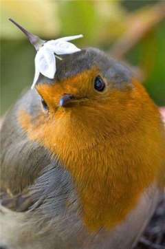 鳥が好き