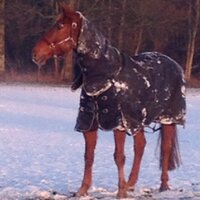 Carol Allison(@EquestrianPR) 's Twitter Profile Photo