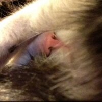 henrike heiland (@henrika) 's Twitter Profile