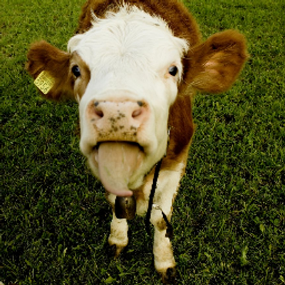Cute Farm Animals (@CuteFarmAnimals) / Twitter Cute Farm Animals (@CuteFarmAnimals) / Twitter