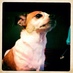 Quito Dollyrot (@quitodollyrot) Twitter profile photo