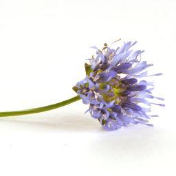 Massage prakrijk voor therapeutische- en holistische massages o.a. Reiki, therapeutisch voetreflexologie en klankschaal massage en tenenlezen. Lobke Doeksen