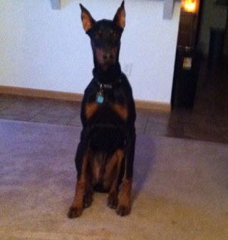 beamer929's profile picture. 