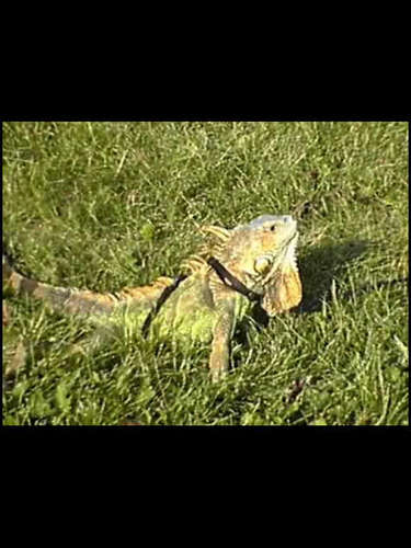 Providing owners of reptiles, amphibians and small animals a perfect 1 stop shop for their housing needs.