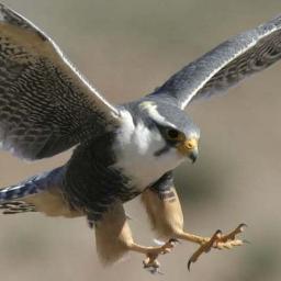 F4lc0nOne's profile picture. 