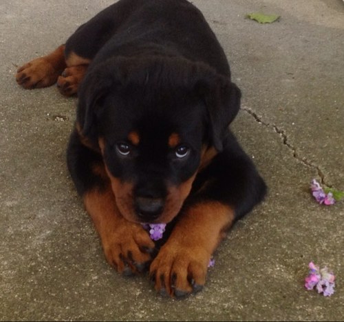 rottwatcher's profile picture. 