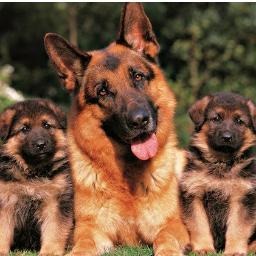 Mil_razas_perro's profile picture. Toda la información que necesitas saber sobre las diferentes razas de perros está aquí, además de consejos sobre cuidados, educación y sugerencias de accesorios