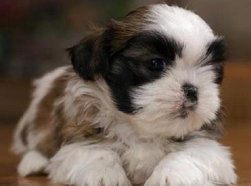 Guardería para mascotas, Adiestramiento canino, servicio de Veterinaria, Pet Shop, Criadero de Mascotas, Colegio (Transporte), Piscina, Agility, Socialización.