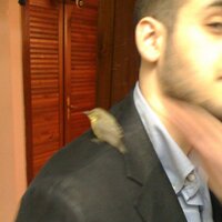 Ahmad El Solh (@ahmadelsolh) 's Twitter Profile