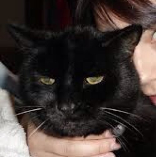 The Original Black Grumpy Cat.
Im not always grumpy