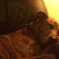 Patricia Lee Dooling (@doolingpld) 's Twitter Profile