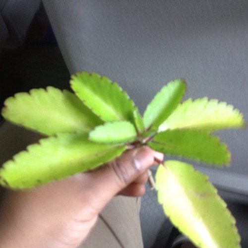 Chocthun69's profile picture. 