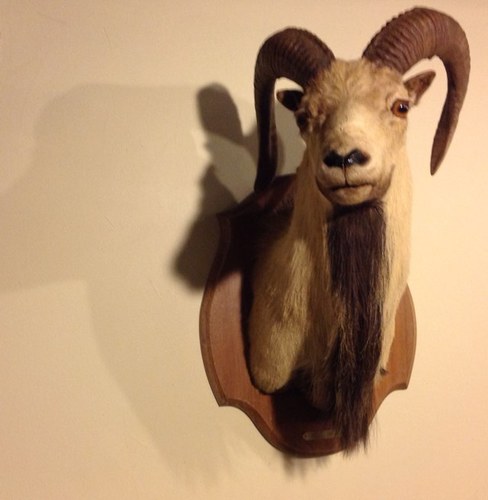 hoofandthehorn's profile picture. 55840 29 Palms Hwy. Yucca Valley, CA 92284 760.365.6100