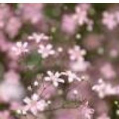 Little_soaproot's profile picture. 安室さんの夢を見て眠りたい成人女子