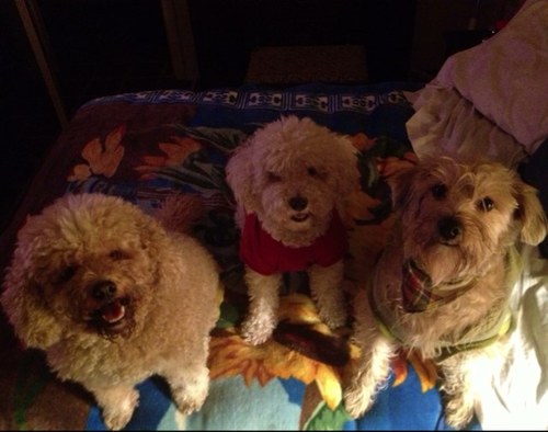 Bolvsmaximvs's profile picture. Publicista rescatista motociclista escapista