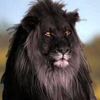 Russ Bufalino (@rdkingrdr) Twitter profile photo