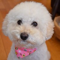 たーけこ (@takomoco) 's Twitter Profile