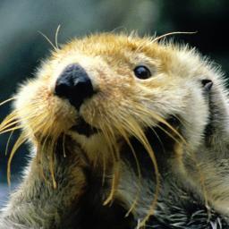 leo102's profile picture. 