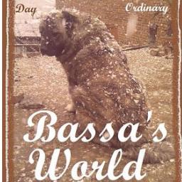 A huge Caucasian Shepherd dog living with an Englishman in the country of Georgia. We are the authors of 'Bassa's World' eBook: http://t.co/dWL0HNBK