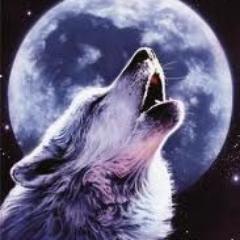 HavuzColl's profile picture. 