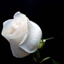 Sonali Dutt (@02DS02) Twitter