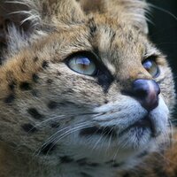 高山景司 (@zoophotomuseum) Twitter profile photo