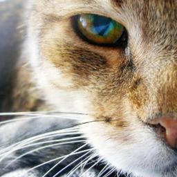 Graduada en Ingeniería Informática por la UC3M.  Amante de los felinos, el queso y las películas que no te dejan indiferente.